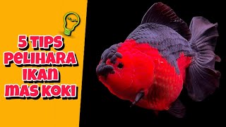 cara merawat ikan hias mas koki di aquarium [upl. by Aura561]