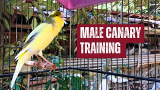 Belgian Canary Singing Training Male [upl. by Cristabel722]