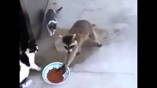 Gangsta Raccoon Steals Cat Food [upl. by Cannon]