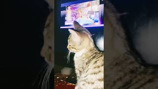 Baby kitty watching Rachelle👼🐬🩵🐾 psychic sleuth [upl. by Loy664]