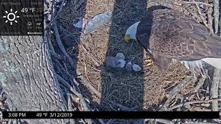 Second Eaglet 23 Hatching at Port Tobacco Eagle Nest [upl. by Lazos156]