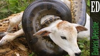 Massive Anaconda VS Cow [upl. by Kevina504]