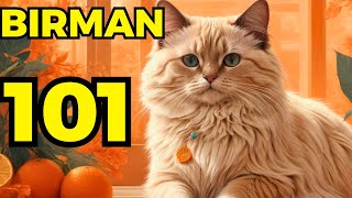 Birman cat pros and cons  Everything you need to know [upl. by Khudari208]