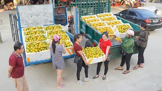 Buy Many Tangerines From My FarmĐao and Use Trucks To Transport And Sell To People [upl. by Eetnwahs]