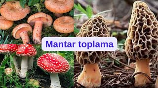 Toros dağlarında mantar toplama mantar mantaravcısı kuzugöbeği kanlıcamantarı mushroom [upl. by Leblanc125]