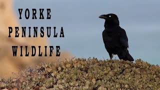 Wildlife of South Australias Yorke Peninsula  Part 3 Birds frogs and crabs a wildlife oasis [upl. by Pierro301]