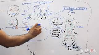 Protein Sorting Part I  Secretory Pathway [upl. by Weissberg]