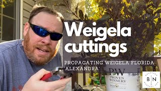 How to propagate Weigela florida Alexandra from soft wood cuttings [upl. by Spevek]