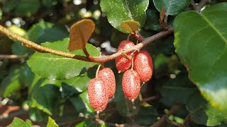 Silverberry Eleagnus x ebbingei  the first ripe fruit in Germany FebruaryMay [upl. by Eanar]