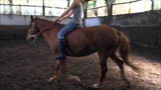 Freeschooling Teaching Tricks Tackless and Schooling jumping [upl. by Ebberta]