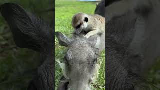 The Secret to Meerkat and Warthogs Unbreakable Bond Revealed [upl. by Aretta]