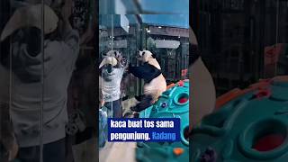 Lingyan si panda aktif shortsvideo [upl. by Eiramave447]