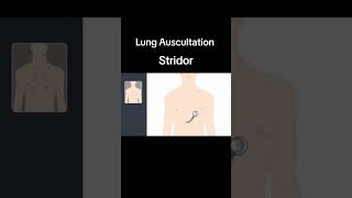 Lung Auscultation Strioder pulmonaryrehabilitation pulmonary healtheducation [upl. by Laks]