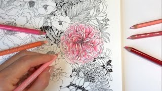 ROSE COLORING  Rose Garden  Part 1 Floribunda Coloring Book [upl. by Yremrej911]