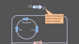 Homologous Recombination [upl. by Magen]