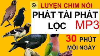 Luyện chim nói  PHÁT TÀI PHÁT LỘC  sáo nhồng cưỡng  vẹt Nói tiếng người [upl. by Sollie124]