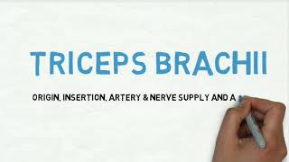 Triceps Brachii Muscle Class Note [upl. by Dyann]