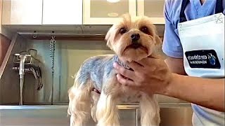 Yorkshire Terrier Haircut Grooming  Pet Grooming TV [upl. by Maggie204]