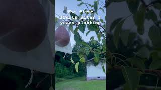 The first fruits after 3 years planting 🍐 trees frontyardgarden pear pearplant firstfruits [upl. by Yetsirhc]