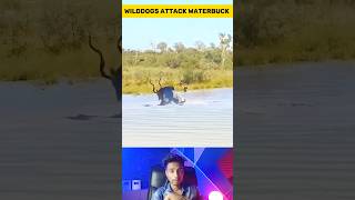 Wild dogs Ambushed Waterbuck [upl. by Bern950]