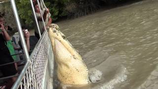 Jumping crocodile pt 1 Adelaide River 15711 [upl. by Nad]