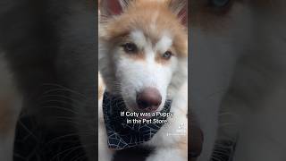 cotythepomsky pomskypuppy subscribe youtubeshorts [upl. by Lindly175]