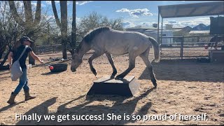 Modern Mustang Gentling Tsuki Day 57  Walking Over a Pedestal [upl. by Eyla]