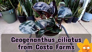 Geogenanthus Ciliatus from Costa Farms [upl. by Zebe492]