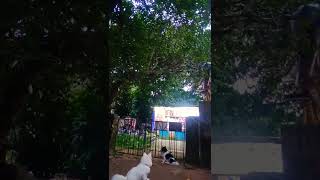 My joye  my pet 🐕German speech viralshorts [upl. by Godfry]