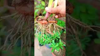 Gladiolus bulbs 🪴✨ terrace garden gladiolus bulbs plants informative viralvideo garden [upl. by Eanyl]