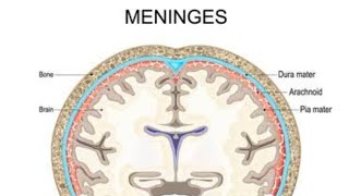 meninges of brain [upl. by Ames]