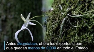 Científicos intentan evitar la extinción de la orquidea fantasma [upl. by Demakis]