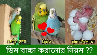 Budgerigar Bird Breeding  খুব সহজে পাখিকে ডিম বাচ্চা করানো  বাজারিগার পাখির ব্রিডিং  Pakhi Palon [upl. by Alicec]