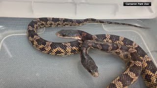 Twoheaded snake makes return to Texas zoo after 2year hiatus [upl. by Kenzie886]