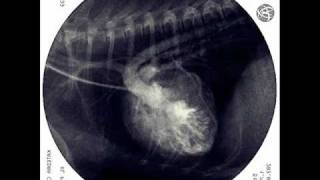 Tetralogy of Fallot in dog XRAY fluoroscopic examination [upl. by Latnahs]