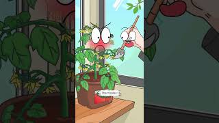 HandPollinating Tomatoes plants [upl. by Jehias827]