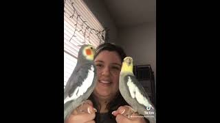 🐦🎵 Funny Cockatiel Videos [upl. by Adnawat891]