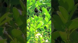 Damselfly Dragonfly spreading its large wings Slowedmotion amp flyoff Harpeth River TN USA 🎶 [upl. by Wilone228]