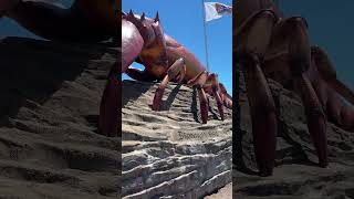 Canada Giant Lobster Shediac New Brunswick ofw pinoy international students PR pathway [upl. by Wolbrom]