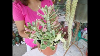 2 Easy Ways  Monadenium Propagation [upl. by Kussell]