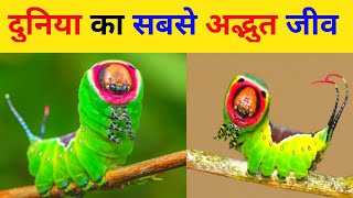 दुनिया का सबसे अद्भुत जीव।। Amazing creature in the world।। Puss moth caterpillar।। Puss moth facts [upl. by Coben]