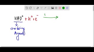 Which coenzyme is a reactant in the oxidation of a nutrient NAD or NADH What is the reason for y… [upl. by Peregrine299]