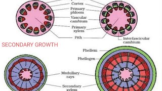 SECONDARY GROWTH OF DICOT STEM amp ROOT WITH QUESTIONS ANATOMY OF FLOWERING PLANTS BOARDNEET [upl. by Sanson]