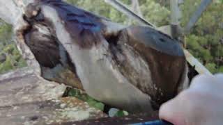 FirstPerson view climbing Dave Evans Bicentennial Tree Western Australia [upl. by Namrehs]