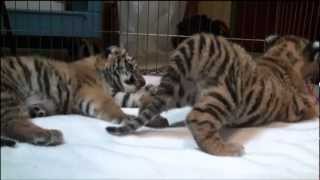 Amur Tiger Cubs [upl. by Greabe]