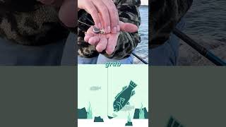 Tog Jigs How Do They Work shorts fishing fishingtips [upl. by Olegnad601]