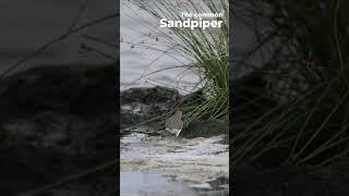 Common Sandpiper Actitis hypoleucos  Western Ghats  Nikon Z6III  180 600 zoom Lens [upl. by Fabiano416]