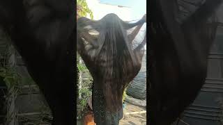 My long hair 🌸🌿longhair hairlength haircare shorts hairstyle viralvideo longhairgrowth [upl. by Iilek904]