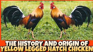 THE HISTORY AND ORIGIN OF YELLOW LEGGED HATCH CHICKEN [upl. by Herve]