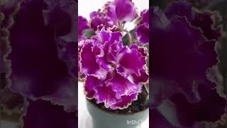 RS Zhardin African violet plant Saintpaulia plant of the day [upl. by Horvitz214]